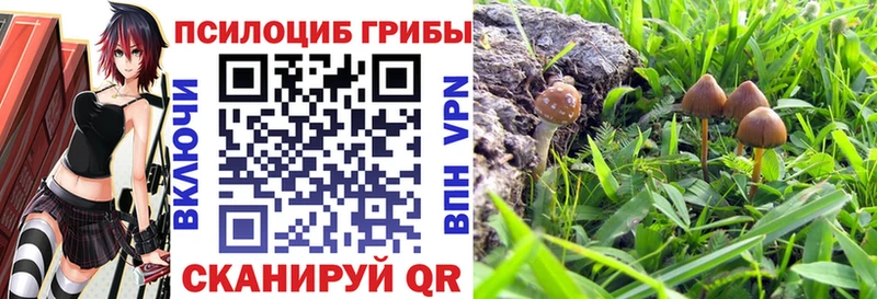 Псилоцибиновые грибы Psilocybe  Купить где  Вичуга 